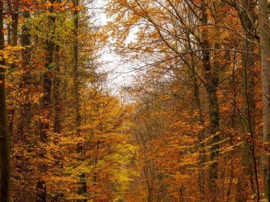 Wald 0208007